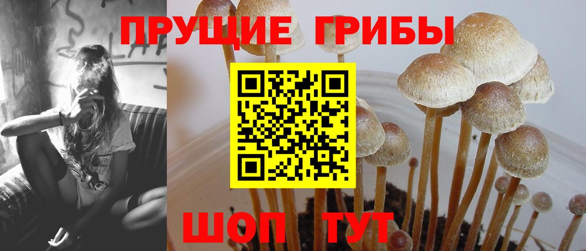 Галлюциногенные грибы Psilocybe Ахтубинск